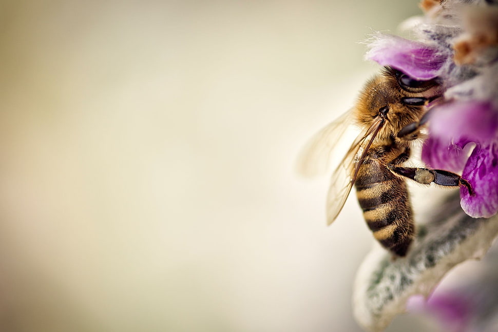 bee perched on pink flower selective focus photo HD wallpaper