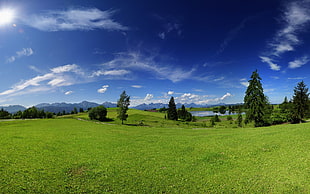 green grass filed with green leafed trees under blue skies