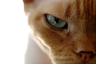 close up photo of a cat HD wallpaper