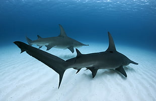 hammerhead shark, underwater, blue, sea, shark