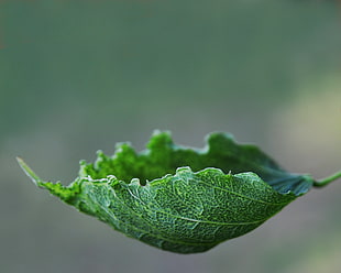 auto-focus and macro photography of green leaf plant HD wallpaper