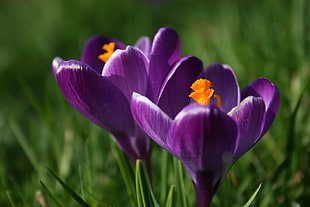 purple Crocus flower at daytime \ HD wallpaper