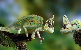 green chameleon during daytime HD wallpaper