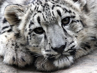 gray and black Cheetah
