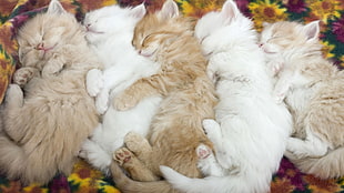 five assorted color fur cats