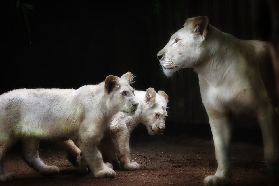 white lion with two cubs, lions HD wallpaper
