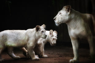 white lion with two cubs, lions