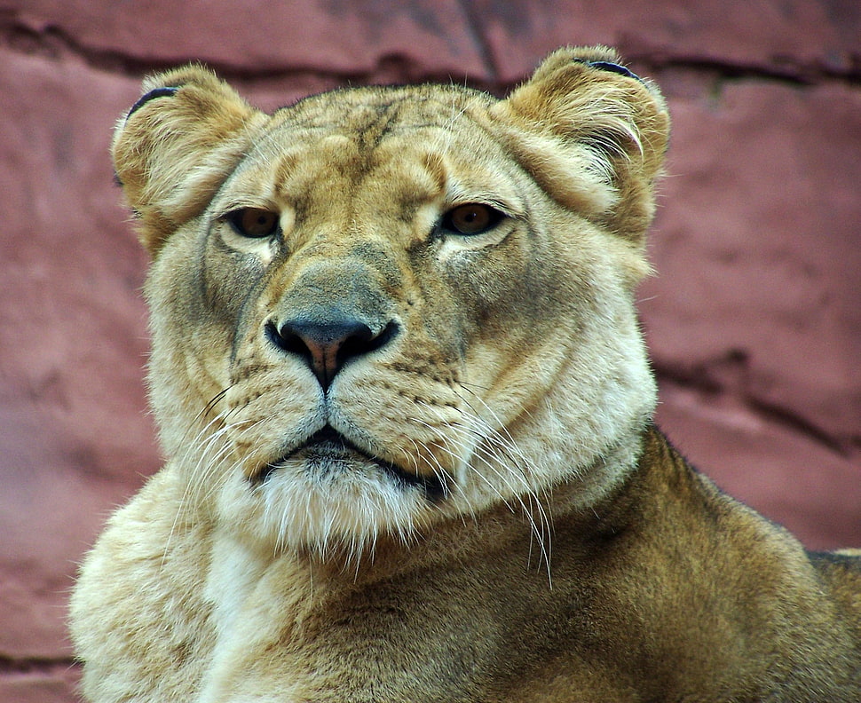 selective focus photography lioness HD wallpaper