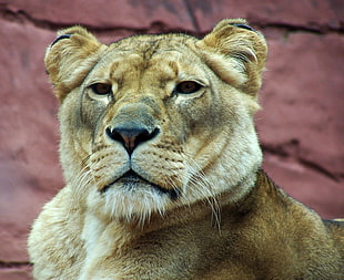 selective focus photography lioness