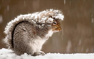 person taking photo of gray squirrel on snowy leather