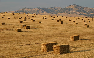 brown hay bale lot, field, haystacks, mountains