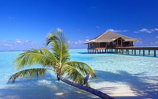 brown wooden hut, Maldives, resort, beach, palm trees