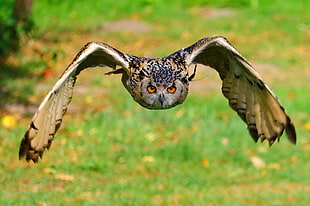 black and brown owl flying during daytime