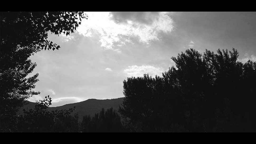 black trees, monochrome HD wallpaper