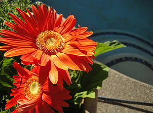 orange Daisy flower in bloom at daytime
