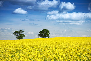 yellow rapeseead flower field, blue, clouds, environment, field HD wallpaper