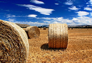 photo of brown hays