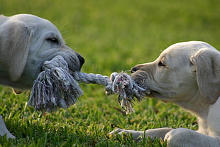 two yellow Labrador retriever puppies playing rope tag