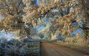 brown leafed tree, winter, snow, road, trees
