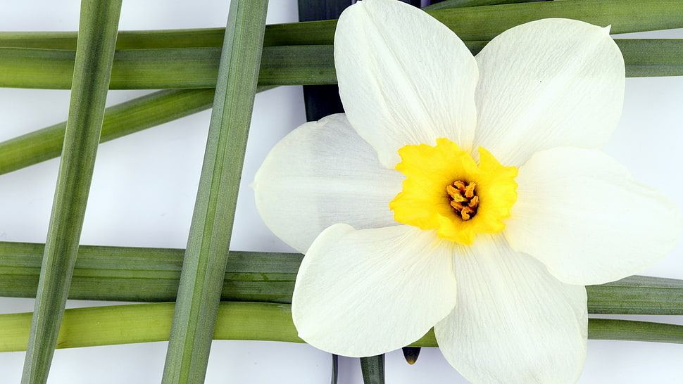 white and yellow Daffodil flower HD wallpaper