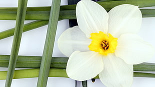 white and yellow Daffodil flower