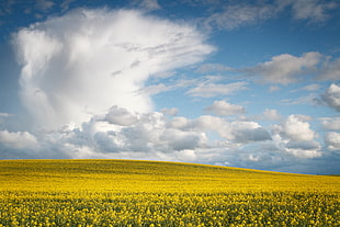 yellow flowers field under blue and white cloudy sky during daytime