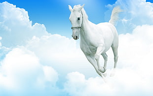 white horse on clouds