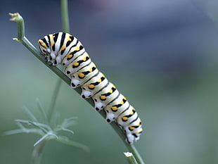 white, green, and white caterpillar on branch leaf in closeup photography at daytim e, dill