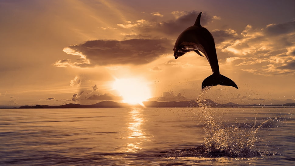 bottle-nose dolphin, dolphin HD wallpaper