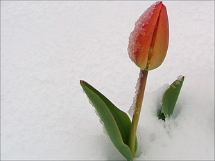 red tulip flower surrounded by ice