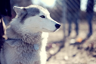 gray wolf, Siberian Husky , dog, animals HD wallpaper