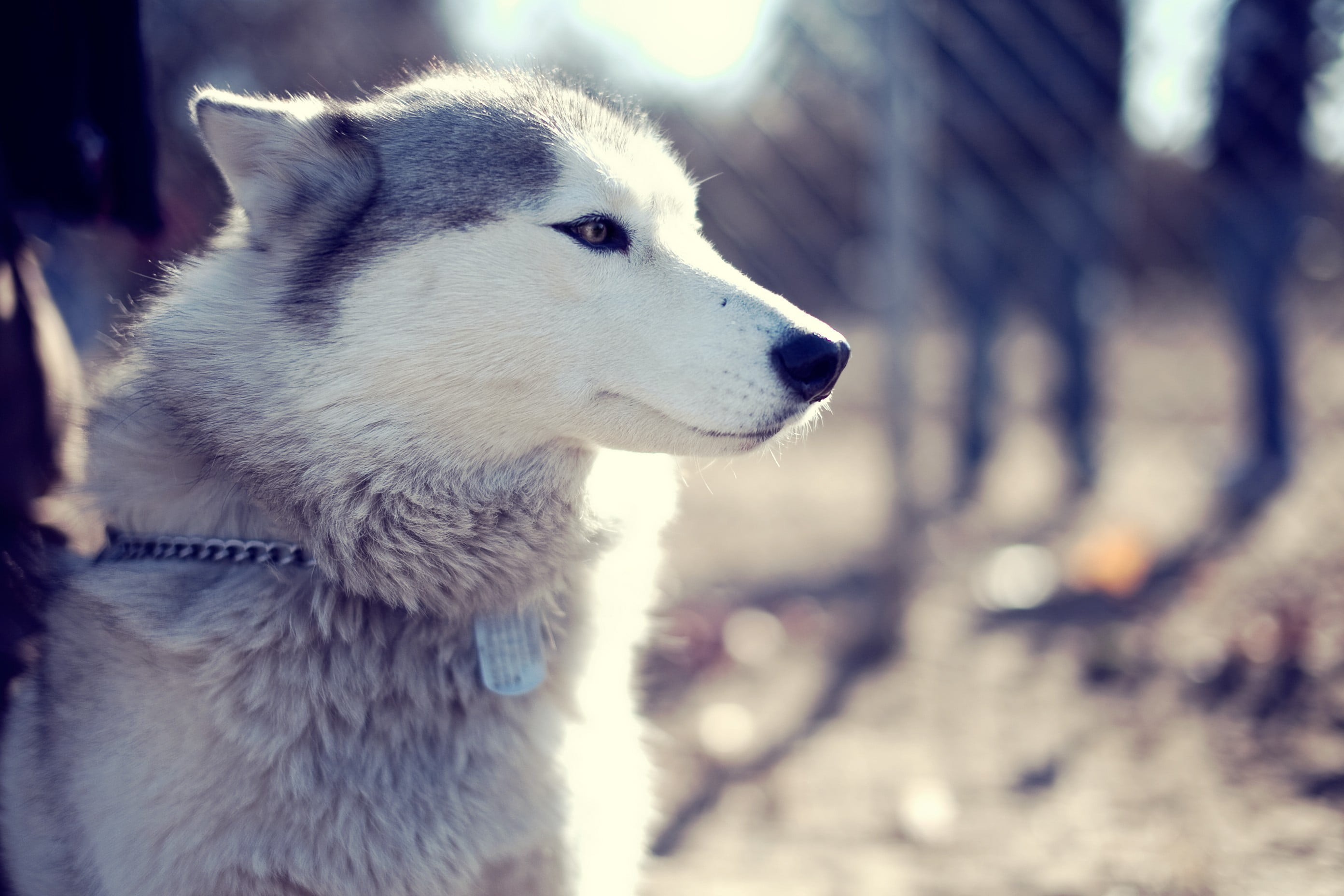 Gray wolf, Siberian Husky , dog, animals HD wallpaper | Wallpaper Flare