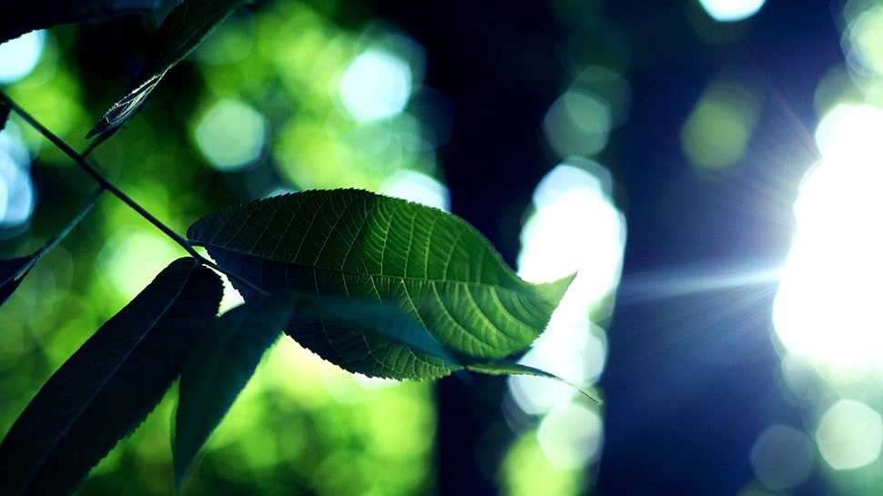 selective focus photography of green leaves HD wallpaper