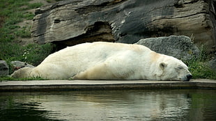 white Polar bear sleeping beside brown tree trunk and body of water