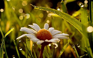 white daisy with morning dews HD wallpaper