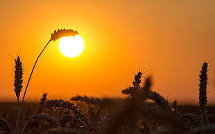 silhouette of grass with sun photography HD wallpaper