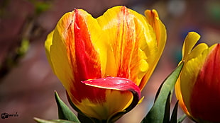 shallow focus photography of yellow and red flower