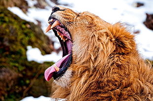 photography of lion roaring