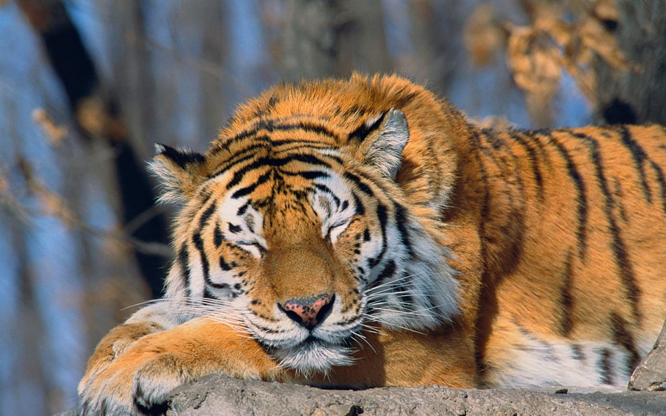 shallow focus photo of white, black, and brown tiger HD wallpaper