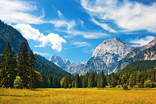 landscape photo of trees and mountain