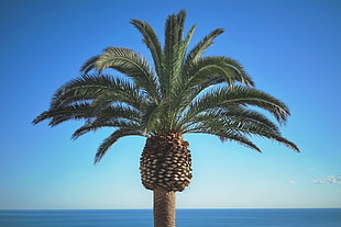 palm tree HD wallpaper