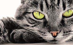 brown tabby cat, cat, selective coloring HD wallpaper