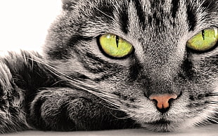 brown tabby cat, cat, selective coloring