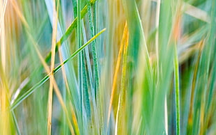 shallow focus photography of green blades of grass