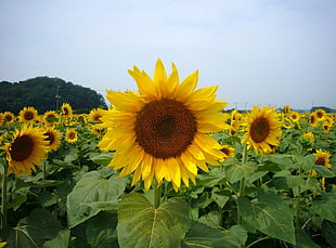 yellow sunflower field blooming during daytime HD wallpaper