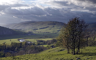landscape photo of trees on hill