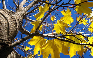 yellow leaves