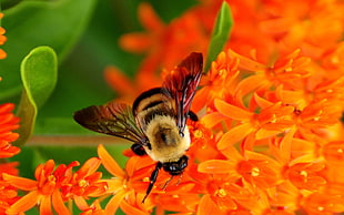 honeybee perched on orange petaled flower closeup photography