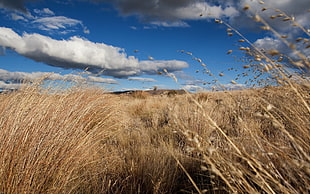 landscape photography of wheath