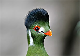green and black bird, animals, birds, Turaco
